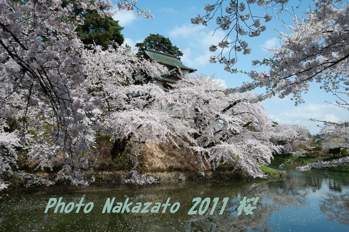 弘前城の桜